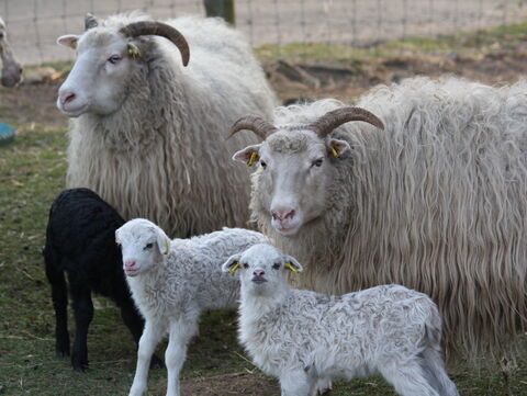 Schafe, Lämmer, Blauzungenkrankheit