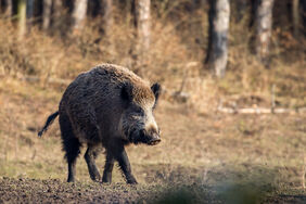 Wild boar in forest
