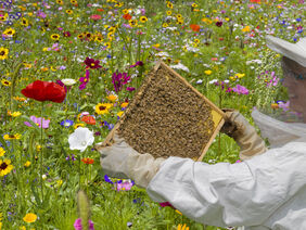 Wildblumenwiese mit Imkerin