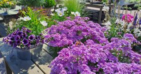 Lila Blumen in der Sonne