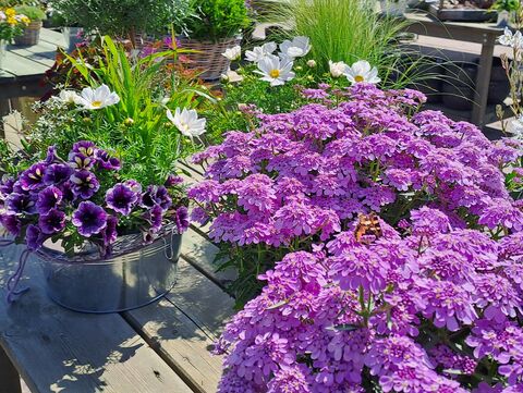 Lila Blumen in der Sonne 