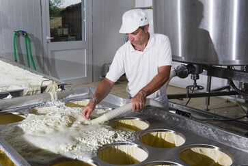 Cheesemaker pours cheese just curdled