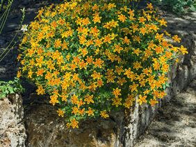 „Flammbine“ entzündet auf Balkon und Terrasse ein glühendes Blütenfeuerwerk „Flammbine“ entzündet auf Balkon und Terrasse ein glühendes Blütenfeuerwerk