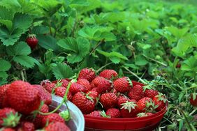 Erdbeeren auf dem Feld und im Korb