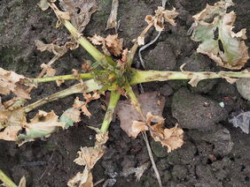 Rapserdfloh-Larven in den Blattstielen