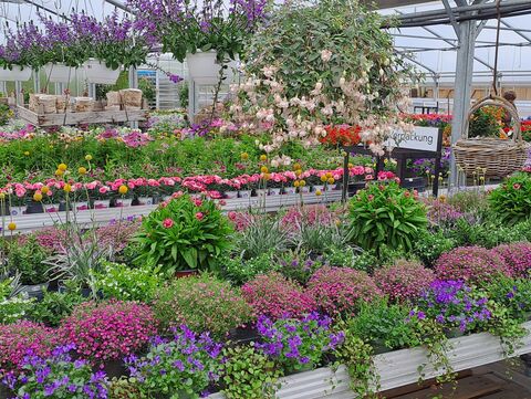 Pflanze des Jahres, Sommerblumen