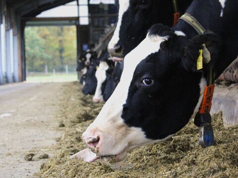 Blauzungenkrankheit Rinder in Schleswig-Holstein