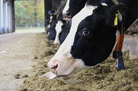Blauzungenkrankheit Rinder in Schleswig-Holstein