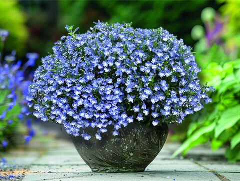 Pflanze des Jahres, Fishers Frida, Kübelpflanzen, Sommerblumen