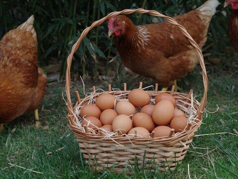 Eier und Hühner 