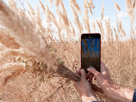 Das Europäisches Forschungsnetzwerk SusCrop sucht Videos zum Thema nachhaltige Nutzpflanzenproduktion. Foto: Stock.Adobe Female hands with a smartphone. A lady shoots a blooming reed (Calamagrostis epigejos) against a blue sky. Image for blog, book cover, article.