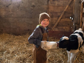 Boy Feeding a Calf Boy Feeding a Calf