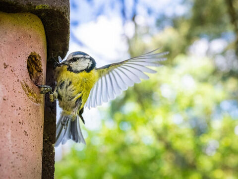 Nistkasten Blaumeise Deutscher Jagdverband 