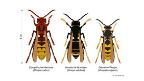 Europäische Hornisse, Asiatische Hornisse und Gemeine Wespe (von links nach rechts) im Vergleich