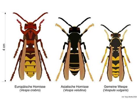 Europäische Hornisse, Asiatische Hornisse und Gemeine Wespe (von links nach rechts) im Vergleich