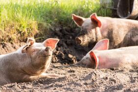 Schweine, die sich wohl fühlen 