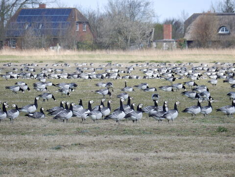 Nonnengänse auf landwirtschaftlichen Flächen 