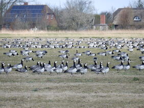 Nonnengänse auf landwirtschaftlichen Flächen 
