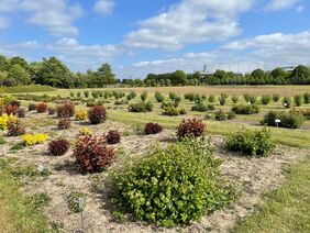 Versuchsfeld Gartenbau Ellerhoop