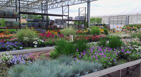 Gartenbaubetrieb mit schönen Sommerblumen