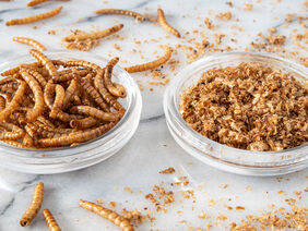 Close-up of edible insects, mealworms