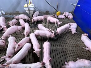 Schweine in einem Stall