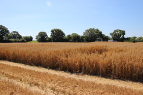 Feld mit Sommerhafer zum Thema Landessortenversuche