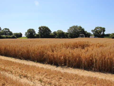 Feld mit Sommerhafer zum Thema Landessortenversuche