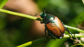 Ein Japankäfer auf einem Blatt.