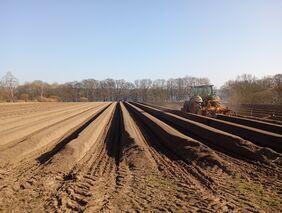 Spargelflächen in Schleswig-Holstein 