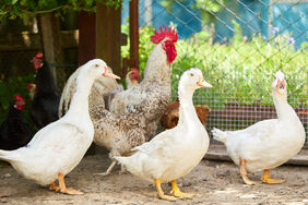 poultry yard. chicken, ducs and cock at farmyard. rural domestic animals. poultry yard. chicken, ducs and cock at farmyard. rural domestic animals.