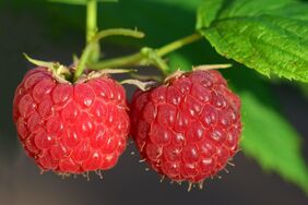 Himbeeren am Strauch 